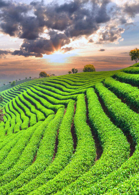 Tea-Plantations